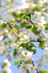 Background: apple tree blossoms