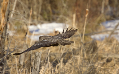 Great Gray Owl
