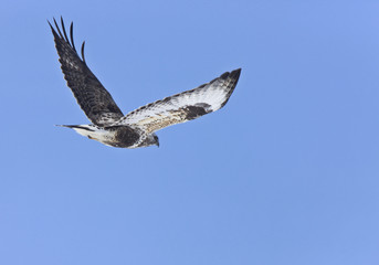 Rough Legged Hawk in Flight