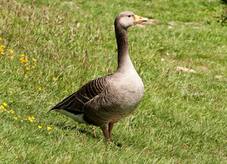 Greylag Goose taking a walk among buttercups