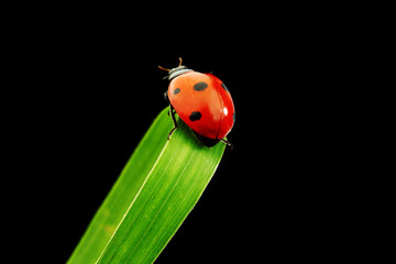 ladybug isolated on black