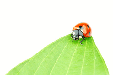 ladybug on leaf