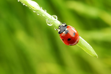 ladybug on grass