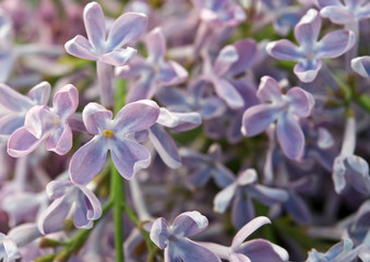 lilac flower