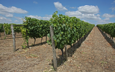 Fototapeta na wymiar vignoble en Charentes