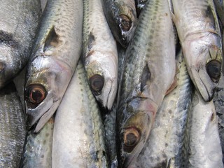 Fish shop, mackerel. Pescadería, jurel.