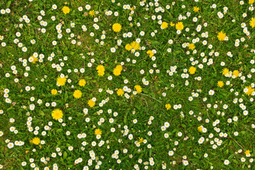 grass - Powered by Adobe