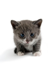 Grey kitten