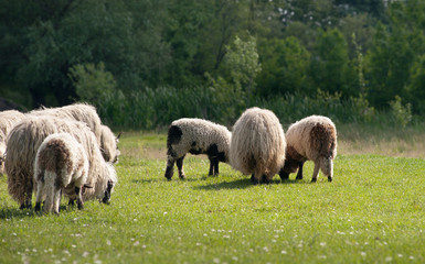 A sheep in a pasture