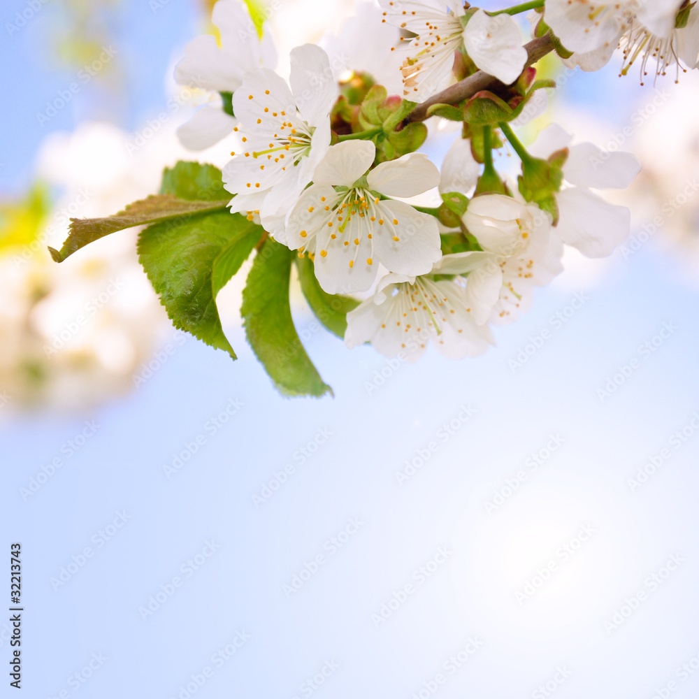 Wall mural kirschbaumblüten auf blauem hintergrund