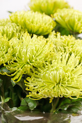 Chrysanthemum Flowers