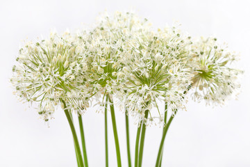 Fototapeta premium beautiful flowers