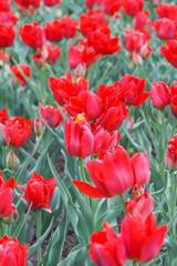 beautiful tulips