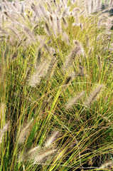 Tall grass