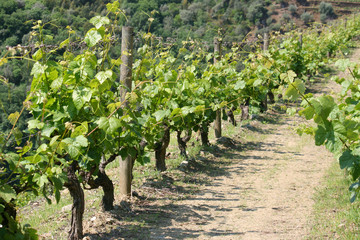 Fototapeta na wymiar View on vineyard