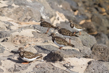 Turnstone (Arenaria interpres)