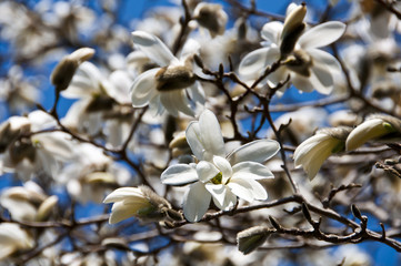Flowering magnolia