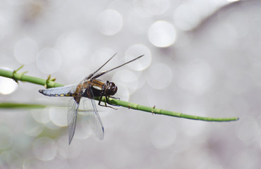 Broad bodied chaser dragonfly libellula depressa