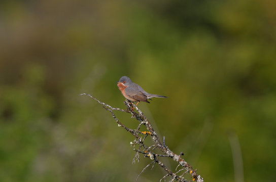 François Hergott : photos, images, fichiers  Adobe Stock