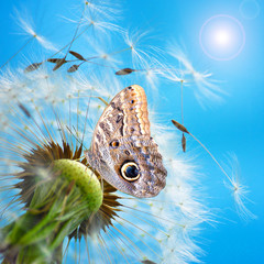 fly - Pusteblume und Schmetterling