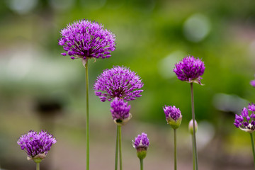 Lila Frühlingsblüte