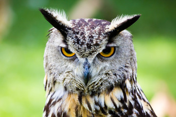 Owl portrait