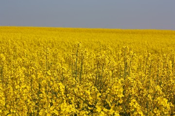 Obraz premium rapsfeld