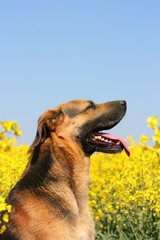 schäferhund