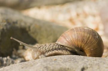 Helix pomatia