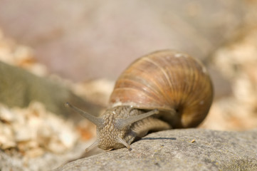 Helix pomatia