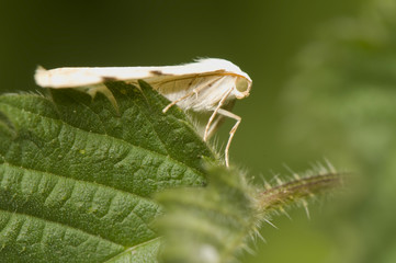 Moth