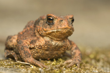 Bufo bufo