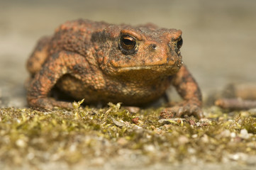 Bufo bufo