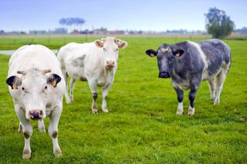 Fototapeta premium Vaches