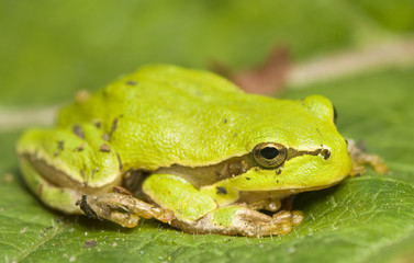 Hyla arborea