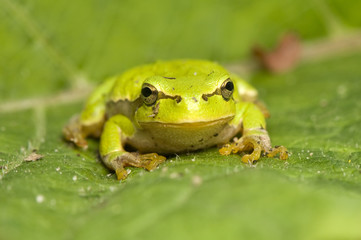 Hyla arborea