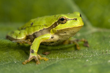 Hyla arborea