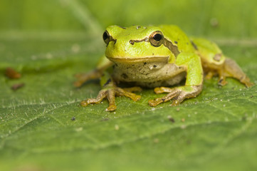 Hyla arborea