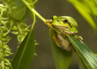 Hyla arborea