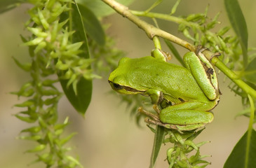 Hyla arborea