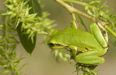 Hyla arborea