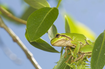 Hyla arborea