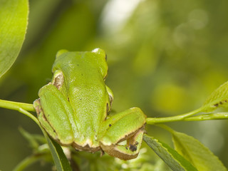 Hyla arborea