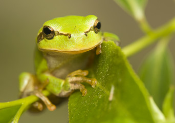 Hyla arborea