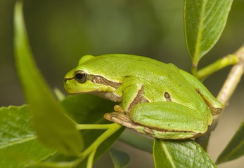Hyla arborea