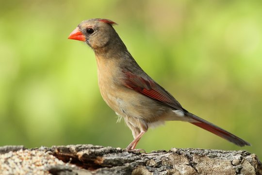 Pretty Female Cardinal