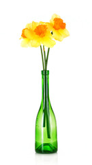 Yellow daffodils in a bottle on white background