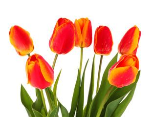 Naklejka premium Red tulips on white background