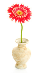 Single pink gerbera flower isolated on white