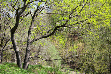 Tree with first spring leaves